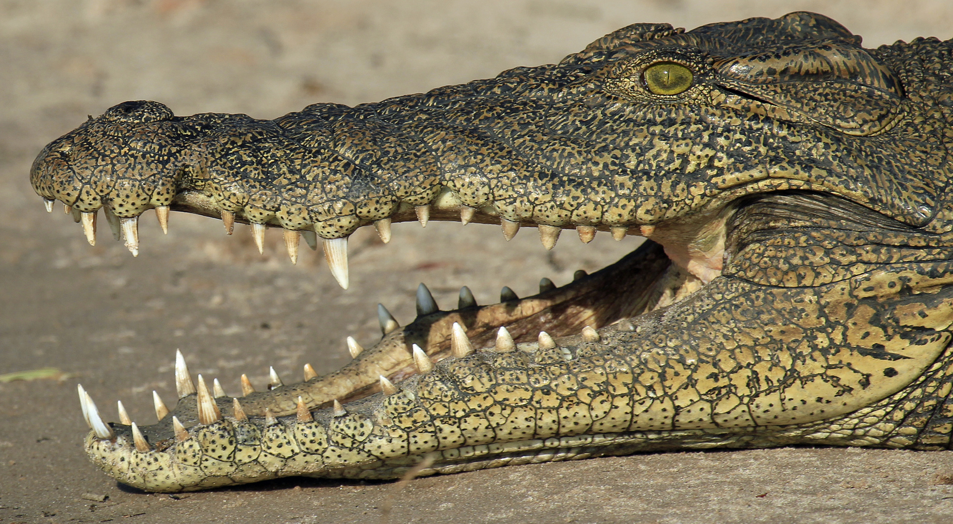 Crawling Crocodile